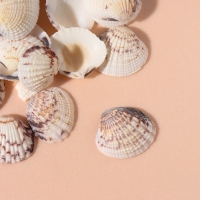 Ракушки природные декоративные "Венус тигровая" набор 100 гр