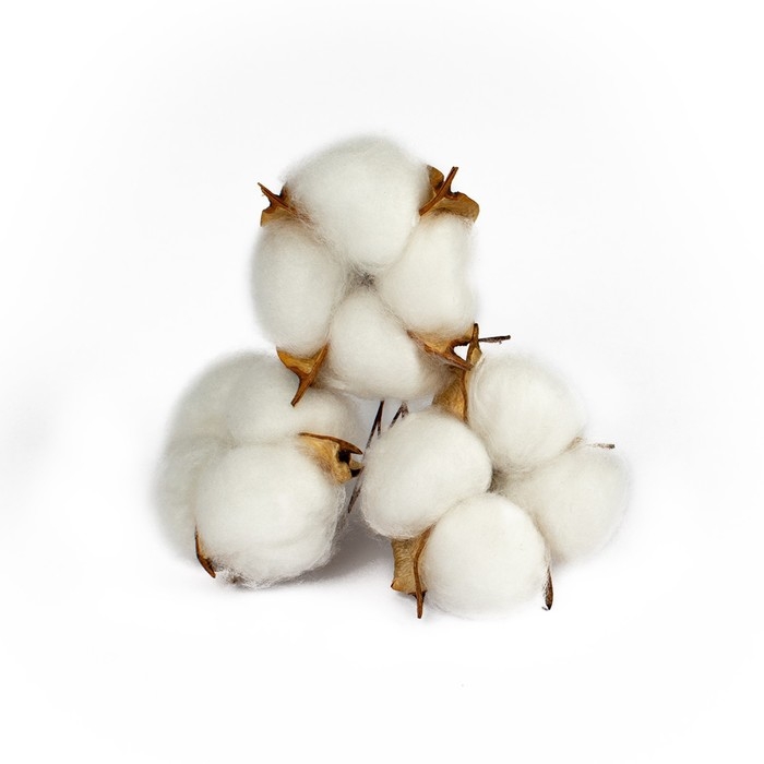 Сухие цветы хлопка, набор 3 шт., размер 1 шт. 6 &times; 6 см, цвет белый