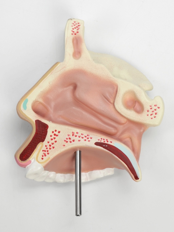 Макет "Ротовая полость в разрезе"