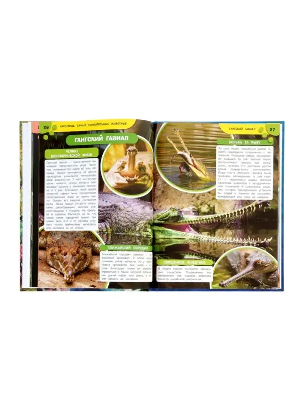 Энциклопедия &laquo;Аксолотль. Самые удивительные животные&raquo; 405007