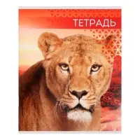 Тетрадь 48 листов в линейку Calligrata &laquo;Дикие кошки&raquo;, обложка мелованная бумага, блок №2, МИКС