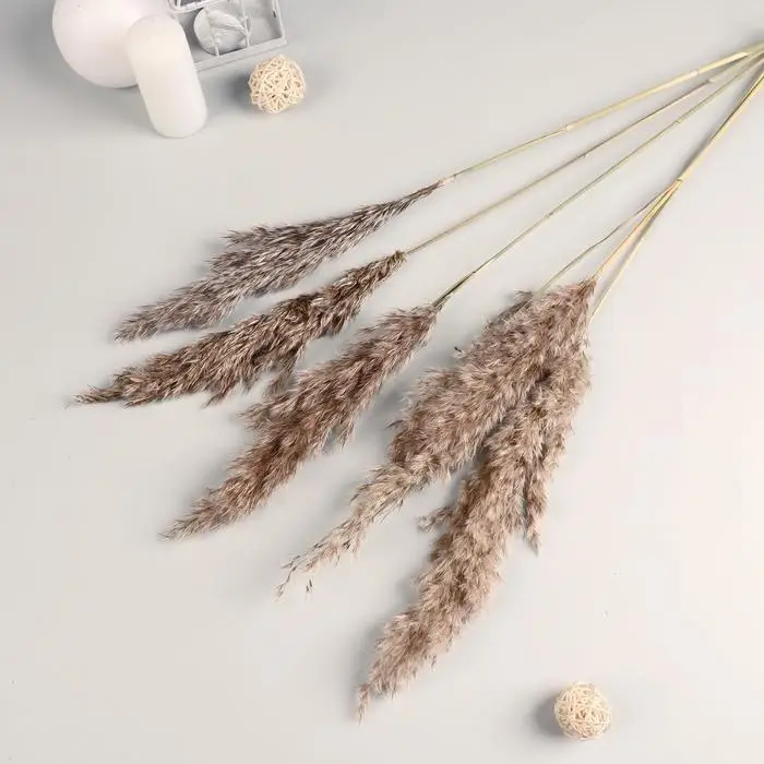 Сухоцветы &laquo;Камыш&raquo;, h=80 см, (фасовка 5 шт., цена за 1 шт.), бежевые