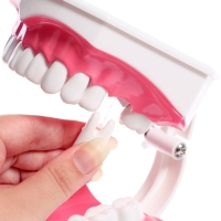 Игровой набор &laquo;Макет челюсти человека&raquo;, 12 &times; 9 см, с щёткой, щётка цвета МИКС