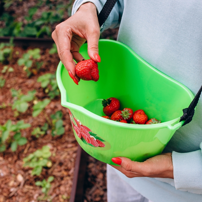 Ёмкость для сбора ягод, 3 л, &laquo;Малина&raquo;