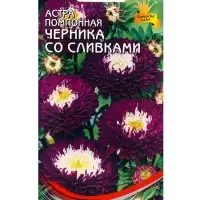 Семена цветов Астра помпон. Черника со сливками 100 шт