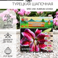 Лилия Турецкая шапочная "Spec.Var. Rubrum Uchida", р-р 12/14, 2 шт.
