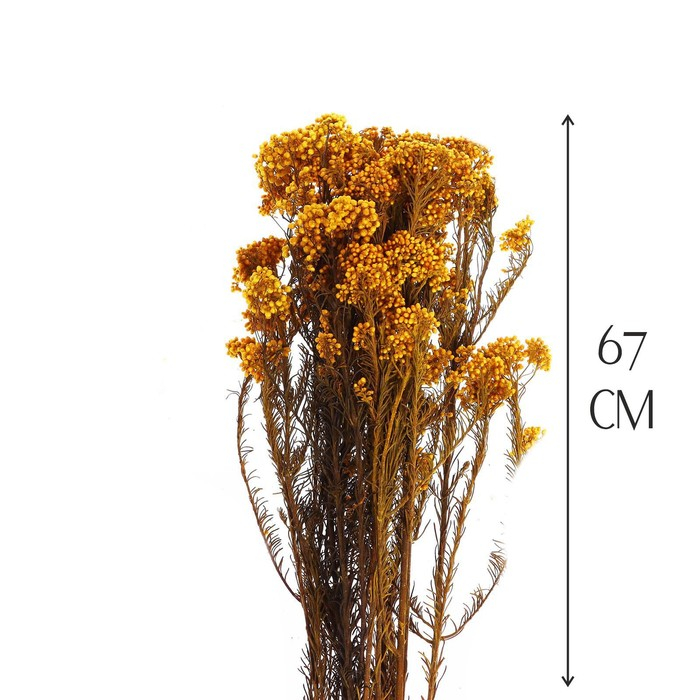 Сухоцвет &laquo;Озотамнус&raquo; 60 г, цвет оранжевый