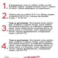 Семена Салат "Букет", 0,5 г