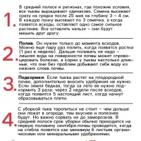 Семена Тыква "Крошка", 1 г