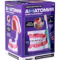 Набор для опытов &laquo;Анатомия&raquo;, челюсть человека
