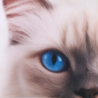 Подушка антистресс, кот "Рэгдолл"