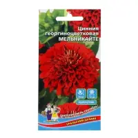 Семена Цветов Цинния георгиноцветковая "Мельникайте"   ,0 ,2 г  ,