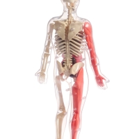 ЭВРИКИ Набор для опытов "Строение тела", светящееся с мягкими органами