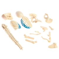 Набор для опытов &laquo;Строение тела&raquo;, беременная женщина