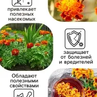 Семена цветов Бархатцы прямостоячие "Оранжевый принц", 0,3 г