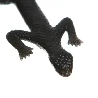 Липучка &laquo;Гады&raquo;, виды МИКС