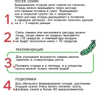 Семена Огурец "Все гладко", F1, 10 шт