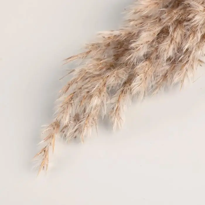 Сухоцветы &laquo;Камыш&raquo;, h=80 см, (фасовка 5 шт., цена за 1 шт.), бежевые