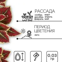 Семена цветов Колеус "Радуга" Фестиваль танца F1, О, 10 шт