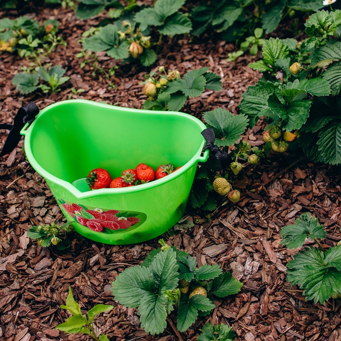 Ёмкость для сбора ягод, 3 л, &laquo;Малина&raquo;