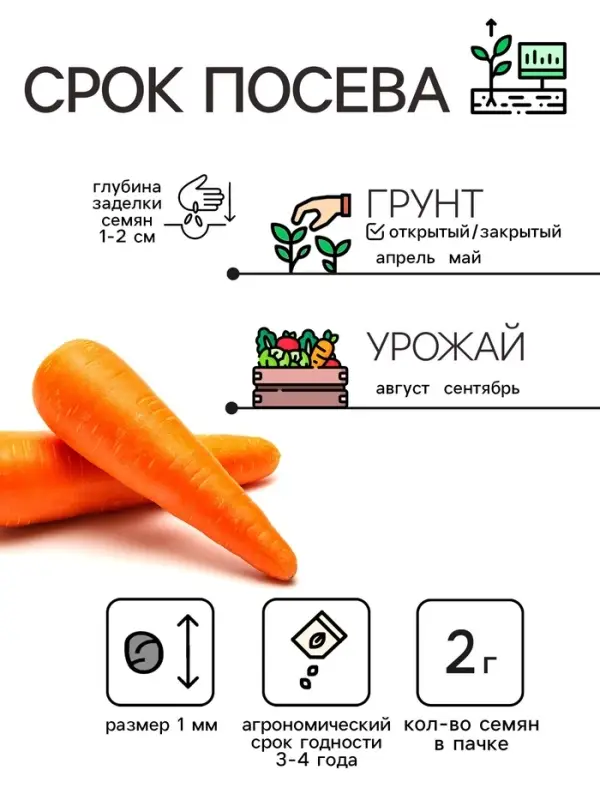 Семена Морковь "Лосиноостровская 13", 2 г