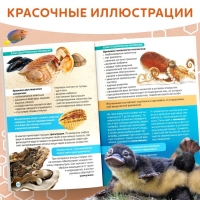 Энциклопедия в мягком переплёте &laquo;Биология для детей&raquo;, 68 стр.