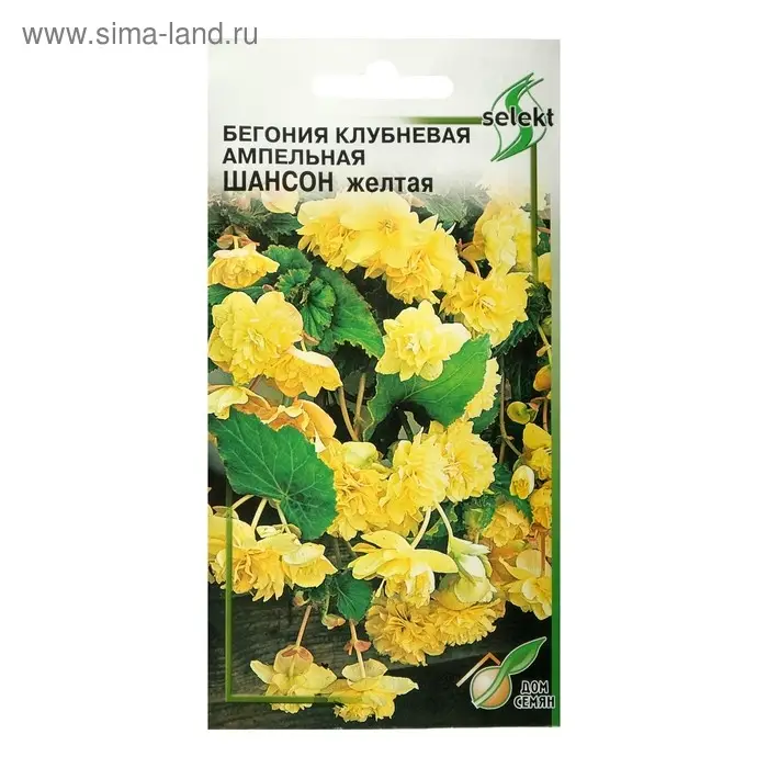 Семена цветов Бегония ампельная "Шансон" клубневая, желтая, 10 шт