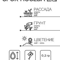 Семена Гвоздика "Красновато-фиолетовая", ц/п,0,02 г