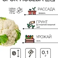 Семена Капуста цветная "Мовир 74", 0,1 г