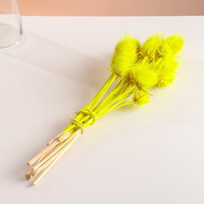 Набор сухоцветов "Ворсянка", банч 7-8 шт, длина 50 (+/- 6 см), ярко-желтый
