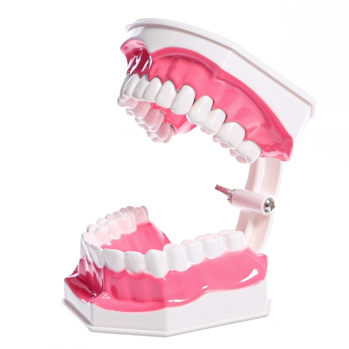 Игровой набор &laquo;Макет челюсти человека&raquo;, 12 &times; 9 см, с щёткой, щётка цвета МИКС