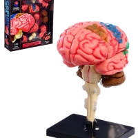 ЭВРИКИ Набор для опытов "Строение мозга", анатомическая модель
