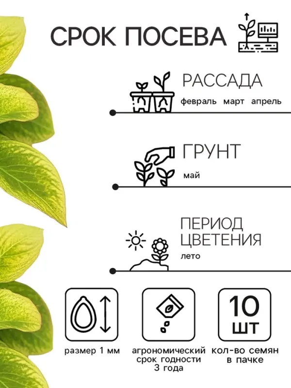 Семена цветов Колеус Визард Жаде, 10шт