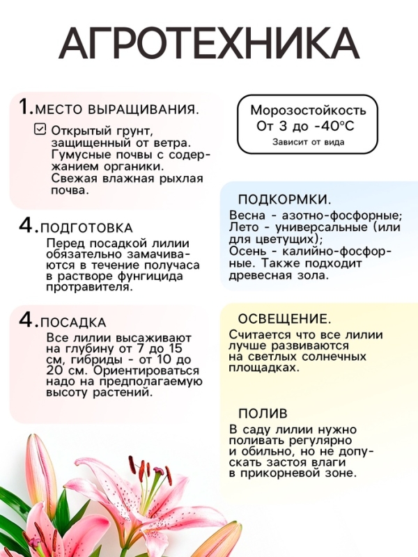 Лилия Махровая Scoubidou, луковица в пакете с перфорацией, р-р 12/14, 2 шт.