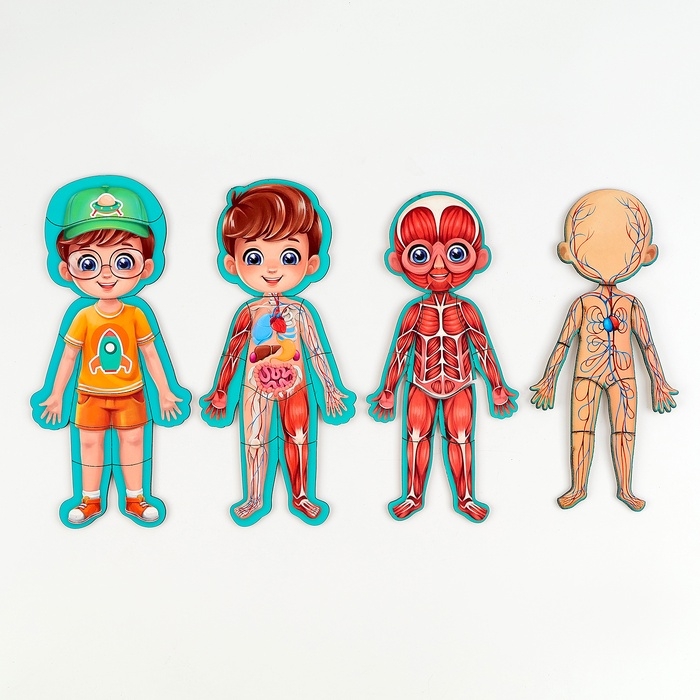 Обучающий набор &laquo;Тело человека&raquo;, рамка-вкладка и книга с наклейками