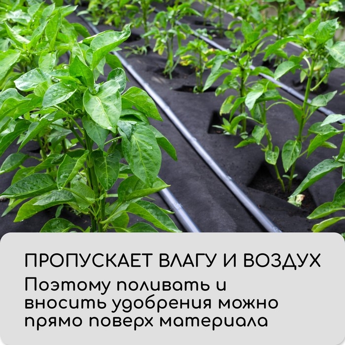 Материал мульчирующий, с перфорацией (4 ряда), 20 &times; 1,6 м, плотность 80 г/м&sup2;, спанбонд с УФ-стабилизатором, чёрный, Greengo, Эконом 30%