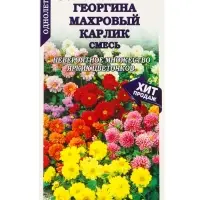 Семена Георгина Махровый карлик смесь /Сотка/ 0,2г/ h-25-30см d-5-6см/*1500
