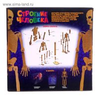 Набор для опытов &laquo;Строение человека&raquo;, 10 обучающих карточек