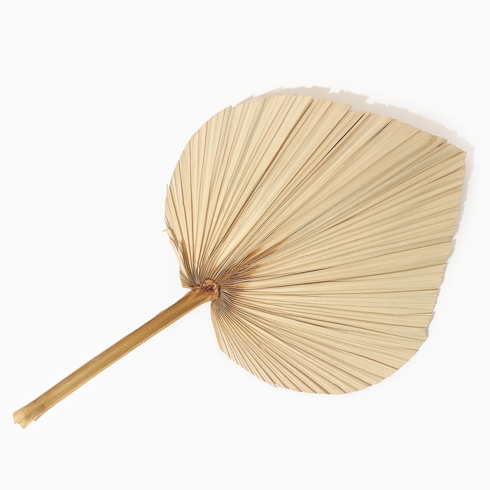 Сухие цветы &laquo;Лист пальмовый&raquo;, 50 &times; 25 &times; 2 см