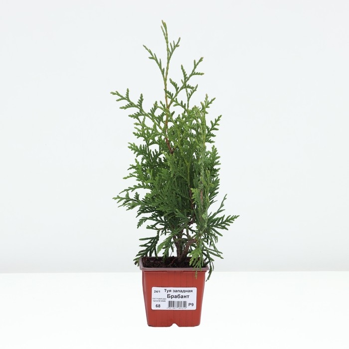 Туя западная &laquo;Брабант&raquo;, саженец, хвойный, Р9, 1 шт., h=3-20 см