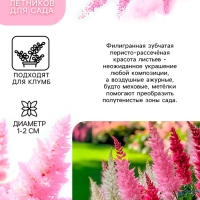 Астильба Арендса Cattleya многолетник, корневище в торфогрунте, р-р II, 2 шт.