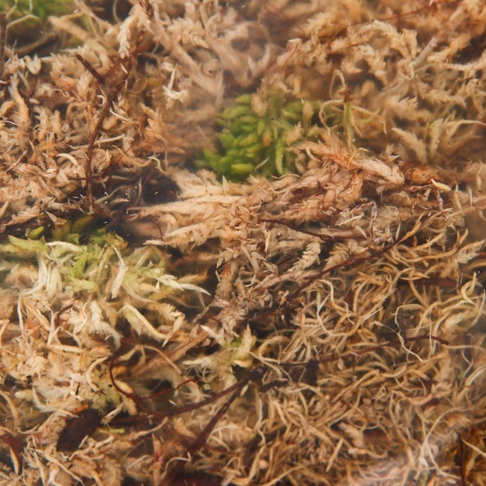 Мох сфагнум для террариумов "Рецепты дедушки Никиты" 2 л