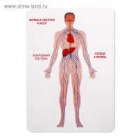 Набор для опытов &laquo;Строение человека&raquo;, 10 обучающих карточек