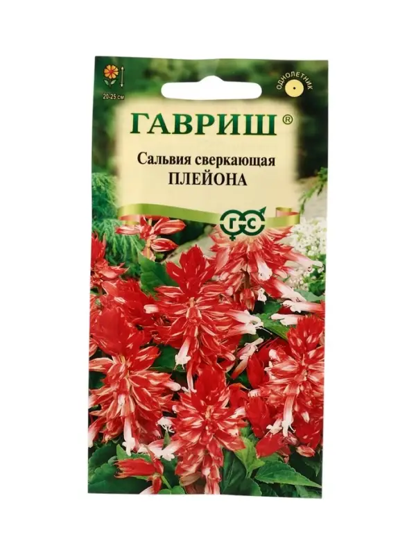 Семена цветов Сальвия Плейона* карликовая  4 шт.
