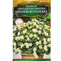 Семена цветов Экзакум (Персидская фиалка) Королева белоснежка  (драже) , Ц/П,4 шт.