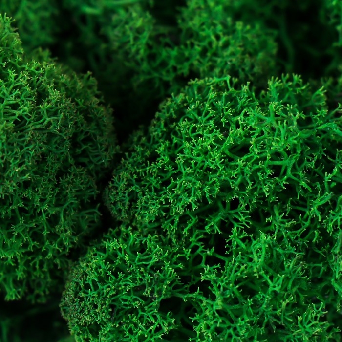 Мох стабилизированный "Зелёный" 500 гр (+-5 гр).