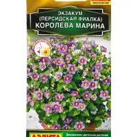 Семена цветов Экзакум (Персидская фиалка) Королева марина  (драже) , Ц/П,4 шт.