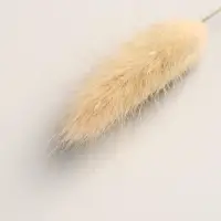 Сухоцветы &laquo;Лагурус&raquo;, h=65 см, (фасовка 30 шт., цена за 1 шт.), бежевые