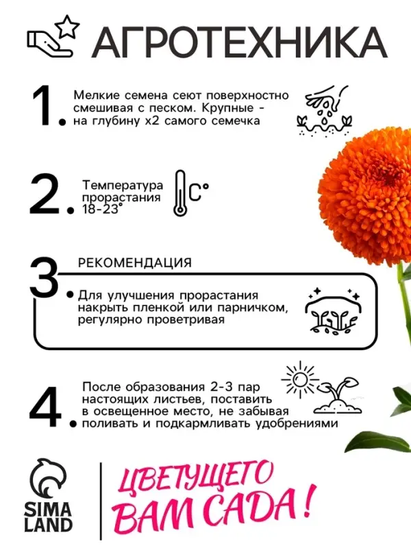 Семена   Астра Монпансье, смесь окрасок , 0,2г