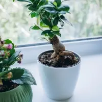 Кашпо для цветов, d=10 см, 0.5 л, пластик, белое